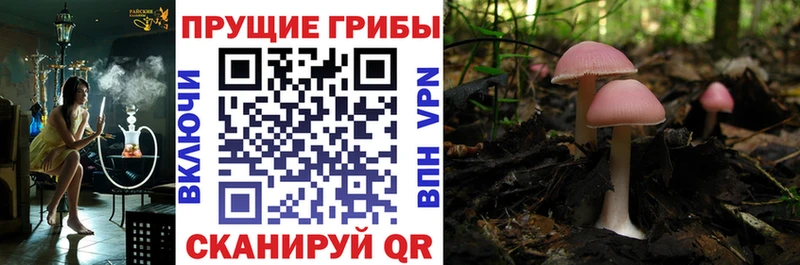 Псилоцибиновые грибы Magic Shrooms Порхов